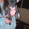 French bull dog puppies
