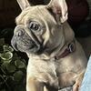 Frenchie For Sale