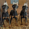 Doberman Pinscher 