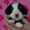 Mini Bernedoodle Makenzie Female
