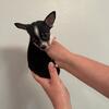 Tri-Color Chihuahua female puppy 