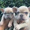 1 Male french bulldogs 