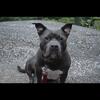 Free to a good family 4year old American Bully