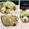 AKC health tested Pembroke Welsh Corgi Puppies