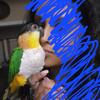 Black Head Caique