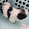 Female shih tzu puppy