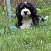 F-1 Bernedoodle Female for a Guardian Home 