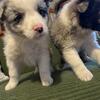 Mini Australian shepherd puppys