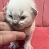 ON HOLD BLUE collar Ragdoll kitten Kats ravishing ragdolls