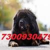 Tibetan mastiff Puppies For Sale Import Line7300930479