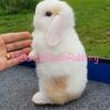 Beautiful baby bunny rabbit purebred Holland Lop 