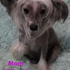 AKC Chinese Crested puppies
