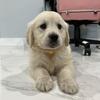 Golden retriever puppies