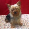 Purebred Yorkie for Just $535—Meet Sammie Before He’s Gone! 💸🐶