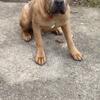 Merle mastiff pups Chicago Illinois