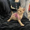 TICA Registered Lilac Scottish Straight Male kitten
