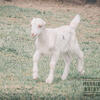 "Snowcone" ADGA Purebred Lamancha Dairy Goat Doe