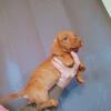 Red brindle male fullblooded dachshund will be 12 to 15 lbs full grown