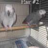 African Grey Pairs
