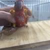 Dominant red suncheek conure babies 