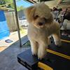 Male Poodle 2 year old. $430 . CREAM COLOR.. 