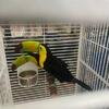 Toucan Parrot 10 month old