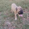 ONCE IN LIFETIME OFFER Bullmastiff puppies!
