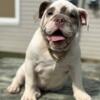 Lilac and White AKC Registered English Bulldog Puppy