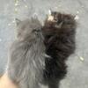 2 Persian mix kittens available