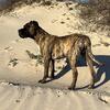 PRESA CANARIO STUD - UKC REGISTERED
