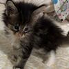Maine coon kittens
