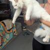 Purebred Maine Coon females 