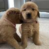 Beautiful golden retriever puppies