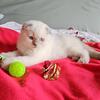 Scottish Fold Kittens – TICA Registered  Cattery – to Inquire