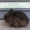 Netherland Dwarf 