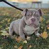 Exotic Bully 