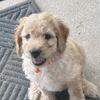 F2bb mini medium golden doodle