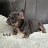 French Bulldogs Puppy’s Financing Available 