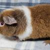 Young male Teddy Guinea Pigs