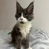 Maine coon kittens bicolor tabby silver marble red black blue tricolor 