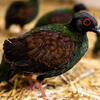 Roul Roul Crested Partridge