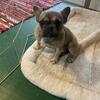 French bulldog small female