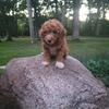 Micro Goldendoodle  