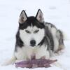 Taking deposits for Early Summer 2026 Husky Puppies!!