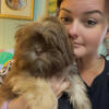 2 male Shih tzu puppies left