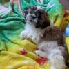 Shih tzu puppies 