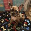 7 week old frenchie pups
