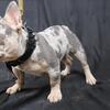 Lilac and tan male french bulldog