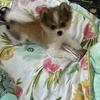 Pomeranian Puppy