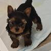 CKC Male Yorkie